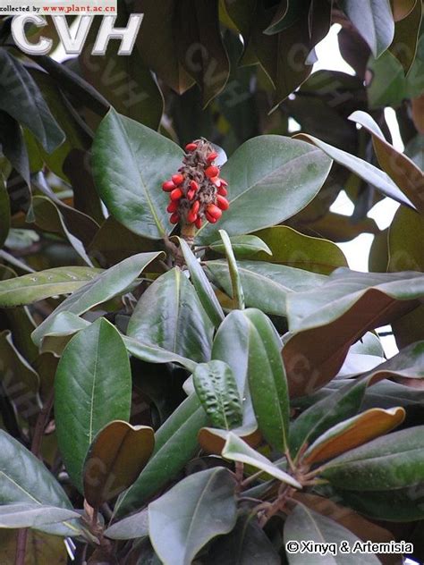 广玉兰英文|荷花玉兰Magnolia grandiflora Linn. 